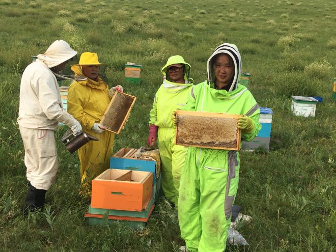 【報告会】◆5月10日締切◆モンゴル『地方での生計維持を目指した養蜂振興プロジェクト』事業完了報告会（草の根技術協力事業／パートナー型）